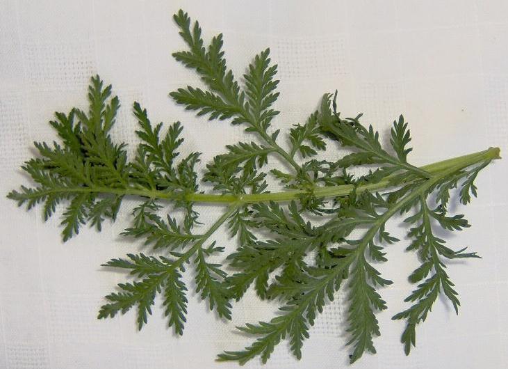 Artemisia-annua
