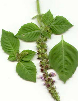 Holy-Basil