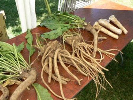 horseradish root