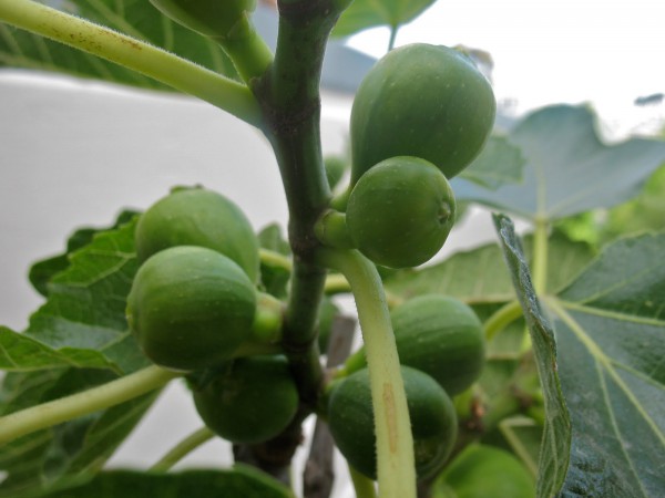 Figs the Miracle Fruit 2