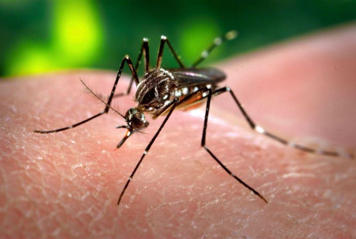 Puerto Rico declares chikungunya epidemic