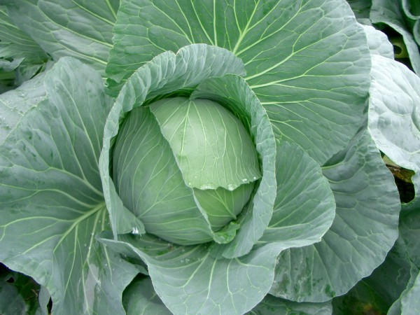 Healthy Heart with Cabbage1