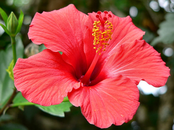 Hibiscus may enhance weight control