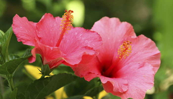 Is Hibiscus the new drug to cure diabetes naturally